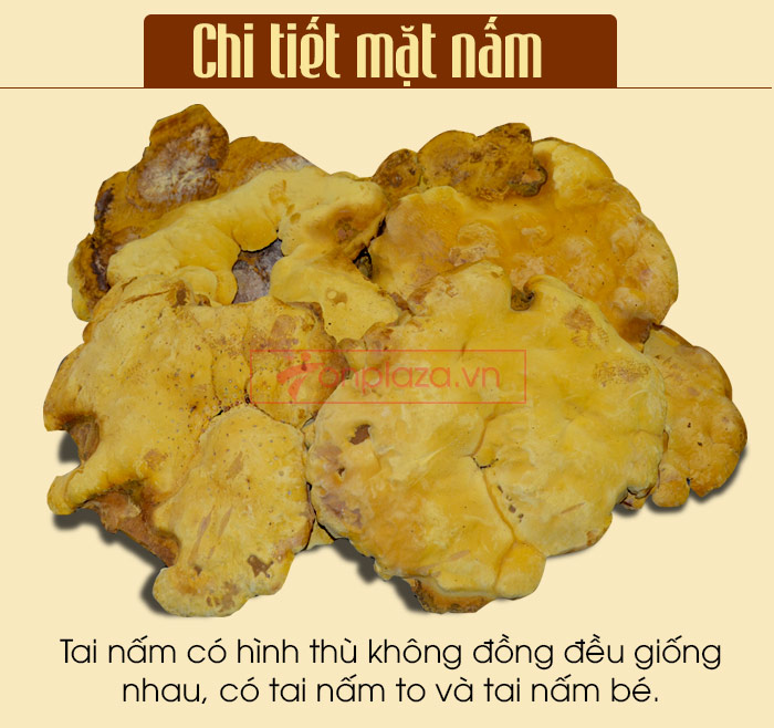 Nấm Linh Chi Thượng Hoàng loại thượng hạng hộp quà biếu (1kg/ hộp) L039