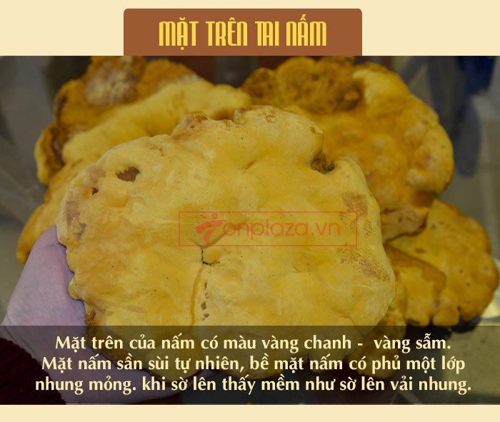 Nấm Linh Chi Thượng Hoàng loại thượng hạng hộp quà biếu (1kg/ hộp) L039