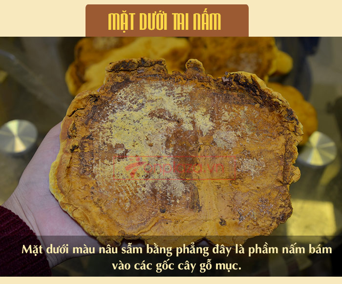 Nấm Linh Chi Thượng Hoàng loại thượng hạng hộp quà biếu (1kg/ hộp) L039