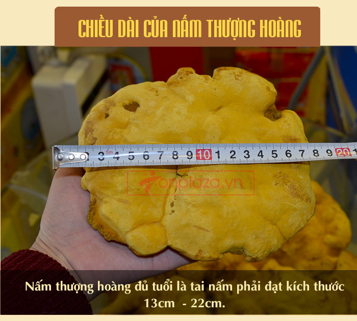 Nấm Linh Chi Thượng Hoàng loại thượng hạng hộp quà biếu (1kg/ hộp) L039