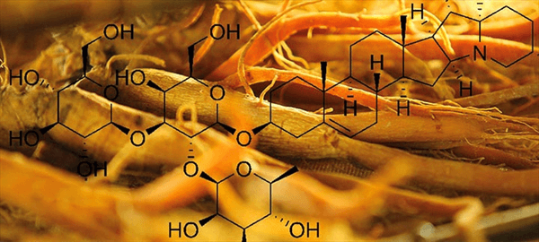 Thành phần saponin trong sâm chính phủ