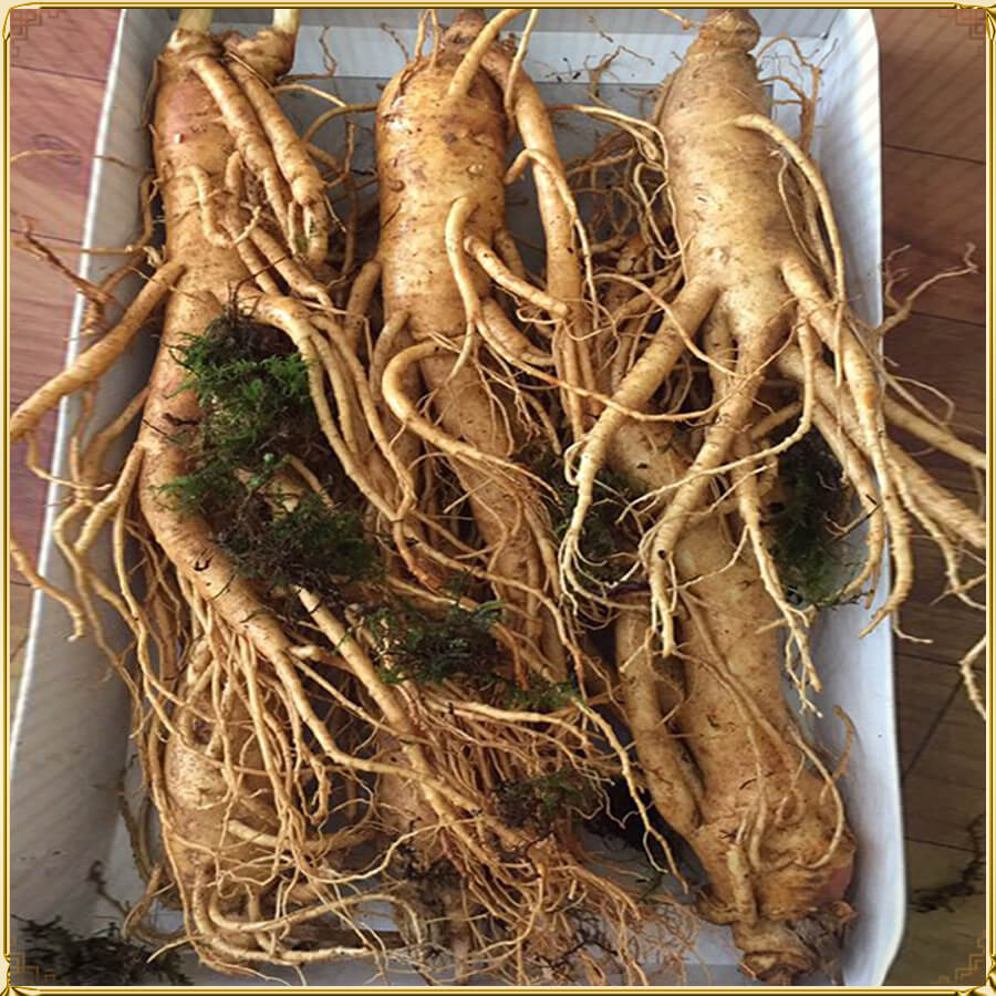 Nhân sâm Hàn Quốc cao cấp loại 6 củ/kg NS004
