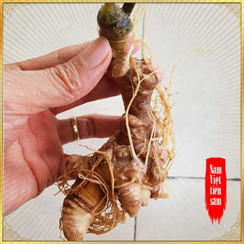 Sâm Ngọc Linh trồng loại củ nhỏ (20-30 củ/kg) NS415